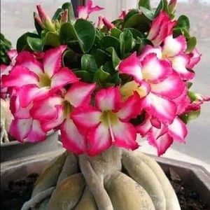 Meet your Posher, Maricela